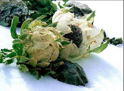 天山雪莲可以泡酒喝吗 天山雪莲泡酒的作用与功效