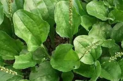 车前草泡脚治疗痛风 车前草泡脚可以治脚气吗