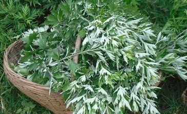 艾叶有什么作用呢 艾叶可以怎么用呢