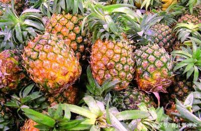 凤梨糖分高吗 凤梨上火吗