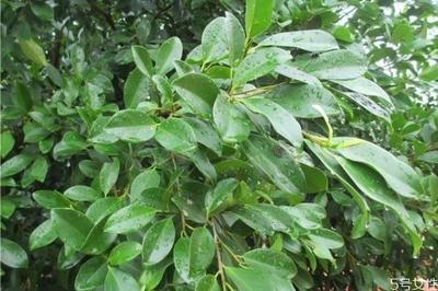 垂叶榕是一种什么植物呢 垂叶榕有什么作用呢