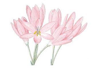 什么是秋水仙呢 秋水仙有什么作用呢