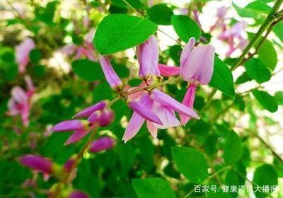 什么是花木蓝呢 花木蓝有什么作用呢