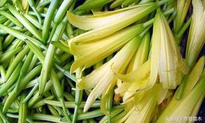黄花菜泡一夜能吃吗 黄花菜泡发的正确方法