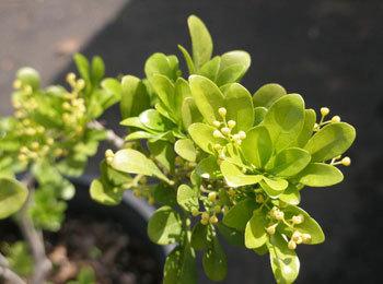 米兰花是一种什么花呢 米兰花有什么作用呢