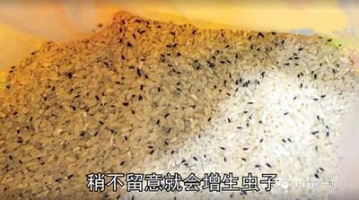 八角会生虫子吗 八角生虫还能吃吗