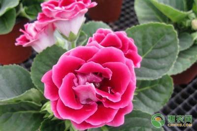 大岩桐的花语是什么呢 大岩桐的种植注意有什么呢