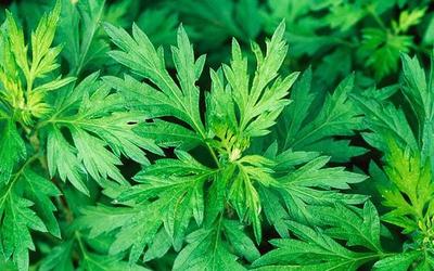 艾草泡水可以治疗妇科病吗 艾草对妇科炎症有帮助吗