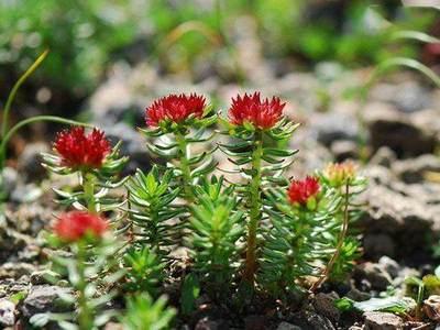 红景天对高原反应有用吗 红景天对糖尿病的作用