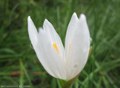 葱莲是一种什么植物呢 葱莲的作用有什么呢