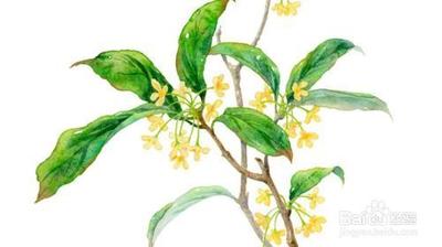 桂皮泡酒有什么功效 桂皮泡酒方法