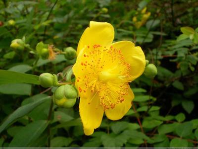 金丝梅的花语是什么呢 金丝梅有香味吗