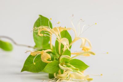 金银花有什么药用价值 金银花有毛绒的好还是没有毛绒的好