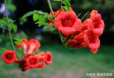 红花有堕胎的功效吗 红花的功效和作用