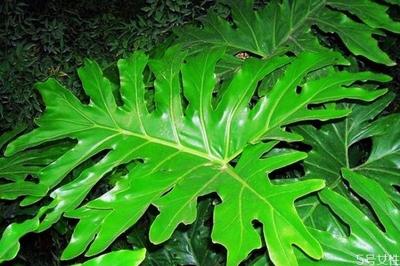 春羽的花语是什么呢 春羽的种植要注意什么呢