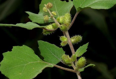 苍耳子什么人不能用 苍耳子适合什么人吃