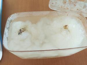 雪蛤为什么是白色的 雪蛤变质是什么样