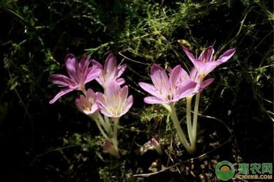 秋水仙的花语是什么呢 秋水仙的种植有什么注意的呢