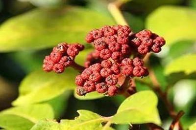 吴茱萸能治疗失眠吗 吴茱萸能治高血压吗