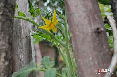 清明烧纸提前几天好 清明烧纸要说些什么