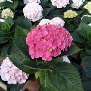 什么是八仙花呢 八仙花有什么作用呢