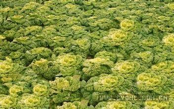 黄花菜有没有毒 黄花菜什么样的不能吃