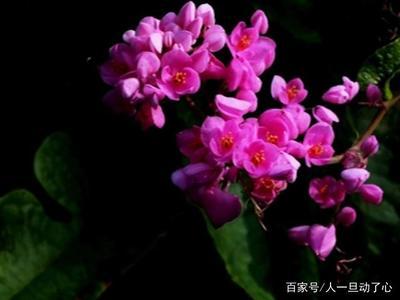 什么是珊瑚藤呢 珊瑚藤有什么作用呢