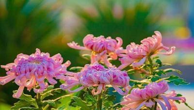 秋天开花吗？秋天的花有哪些？