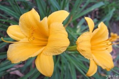 什么是忘忧草呢 忘忧草有什么作用呢