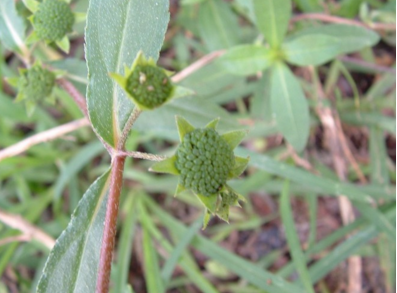 车前草孕妇可以用吗 车前草什么人不宜食用