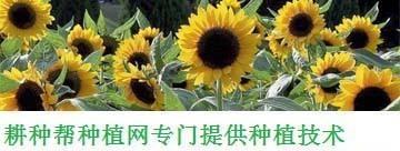 独占春的花语是什么呢 独占春的种植有什么注意的呢