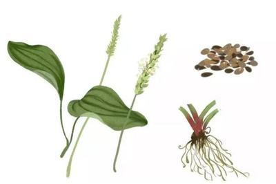 车前草会不会降血压 车前草会伤肾吗