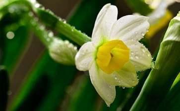 水仙不开花下一句，了解&lsquo;水仙不开花&rsquo;的下一句及其诗意