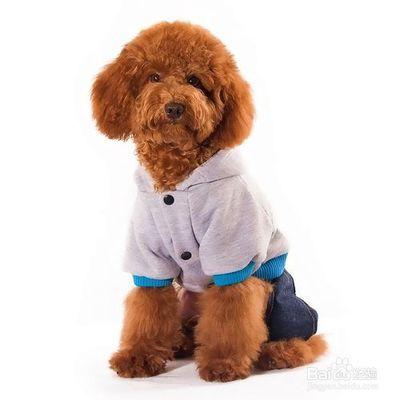 与你怎么装扮宠物