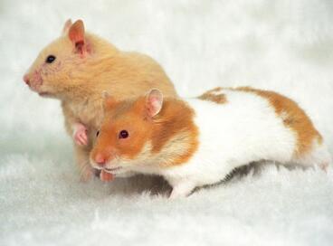 hamster英语怎么读？正确发音‘hamster’这个单词