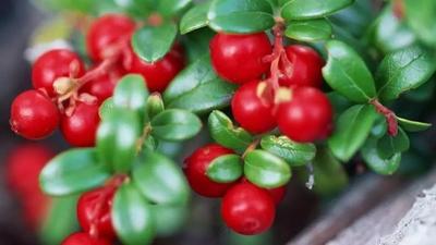 祛皱精华中通常含有哪些有效成分