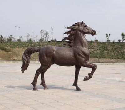 大型马在哪里可以买到