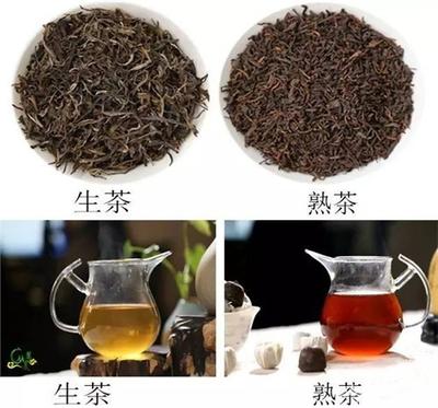普洱茶生茶和熟茶有什么区别