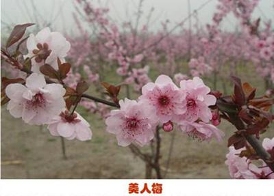 红叶树有哪些品种？常见红叶树品种介绍