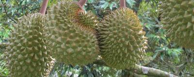 五月吃榴莲合适吗