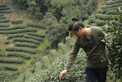 西湖龙井绿茶中的贵族你知道它属于哪一挂吗