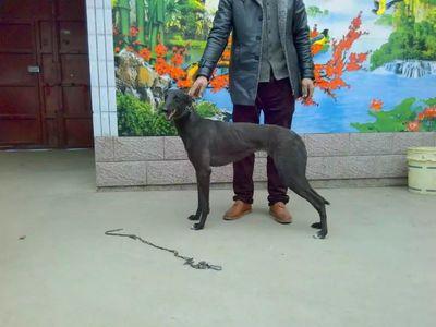 格力犬弹簧枪这是什么神奇的宠物玩具 格力犬弹簧枪这是什么神奇的宠物玩具