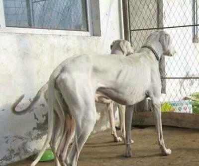 我的世界细狗打鬼子这波操作太秀了吧