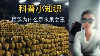 为什么榴莲被称为水果人参呢