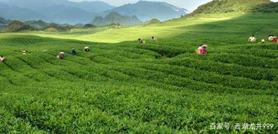 西湖龙井茶的历史起源是什么