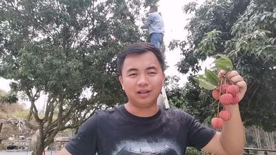 白糖罂好吃还是妃子笑好吃 白糖罂什么时候上市 白糖罂好吃还是妃子笑好吃 白糖罂什么时候上市