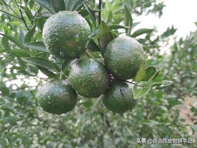 冰糖橙黄皮和青皮的区别 冰糖橙的皮可以做陈皮吗 冰糖橙黄皮和青皮的区别 冰糖橙的皮可以做陈皮吗