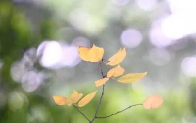 奇亚籽蜜减肥有效吗 喝一周奇亚籽能瘦多少