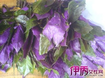 红凤菜和紫背菜一样吗 红凤菜什么人不能吃