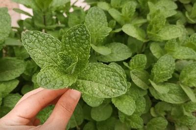 薄荷可以起到驱蚊子的作用吗 怎样用薄荷草驱蚊